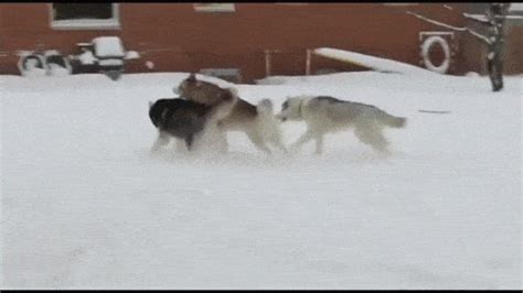 Siberian Huskies Gifs Wifflegif - vrogue.co