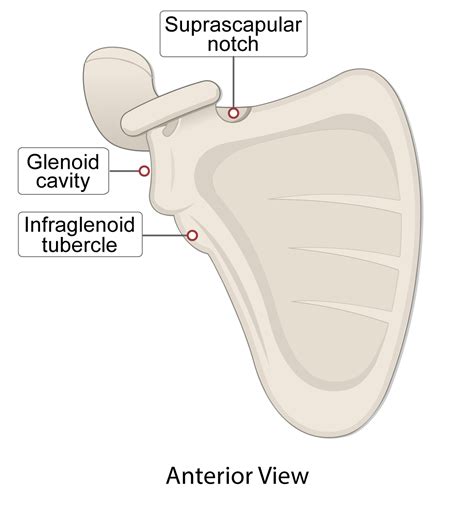 Supraglenoid Tubercle Fracture ScienceDirect, 46% OFF