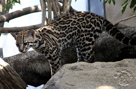 Ocelot Cub by attack09 on DeviantArt