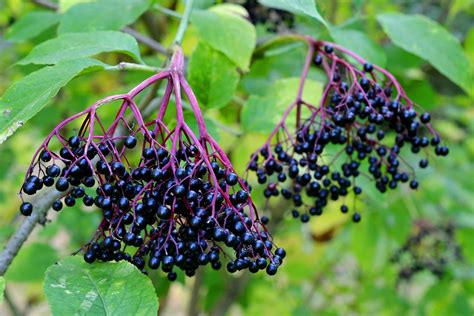 Are Elderberries toxic? – Navitas Organics