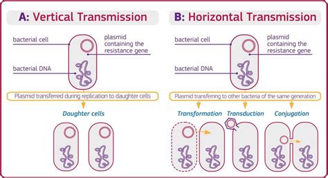 Mechanism of vertical and horizontal transmission in bacteria. A ...