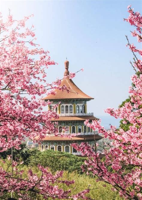 10 Dreamy Places to See Cherry Blossoms in Taiwan in 2024 • Hoponworld