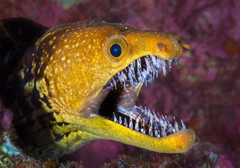 'Its cavernous jaw full of teeth like glittering icicles.' Eel off the coast of Spain. photo by ...