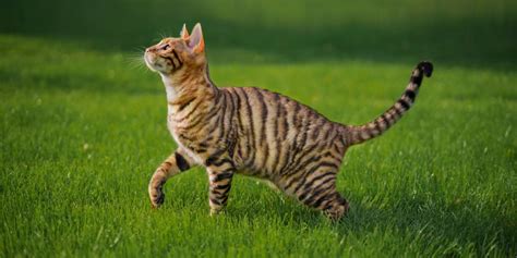 8 Purrfect Cat Breeds With Stripes