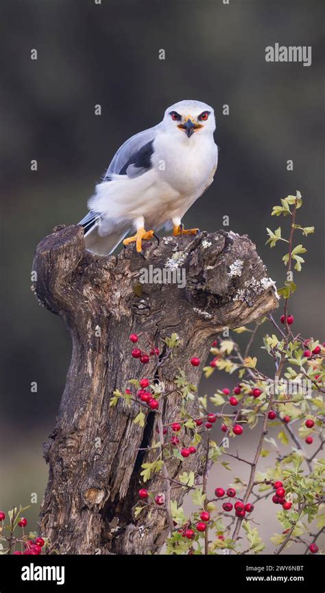 Black kite identification hi-res stock photography and images - Alamy