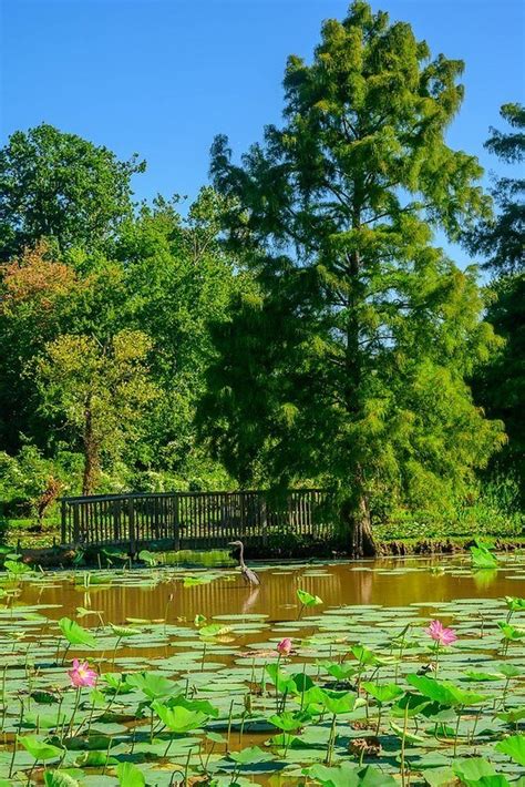 Things To Do - Kenilworth Park & Aquatic Gardens (U.S. National Park Service)