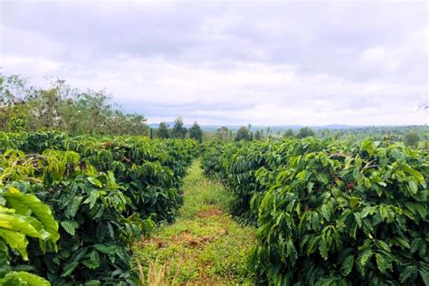 Gia Lai Coffee Plantations: Unveiling the Richness of Vietnamese Coffee ...