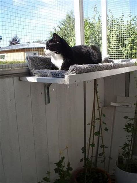 Cat-Friendly Balcony: Amusing & Safe Decoration Ideas | Living with cats, Cat patio, Cat proof ...