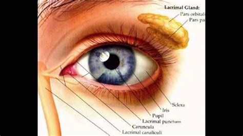 Get Anatomy Of Eye Skin PNG | anatomyofscience