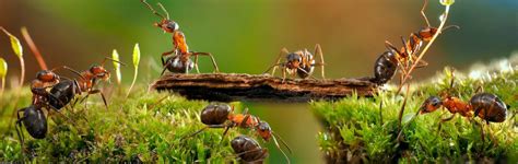 Mastering ant trail eradication: Dr. Killigan's expert guide