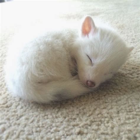 The Adorable Domesticated Baby Fox is the Sleepiest Pet Ever - Women Daily Magazine