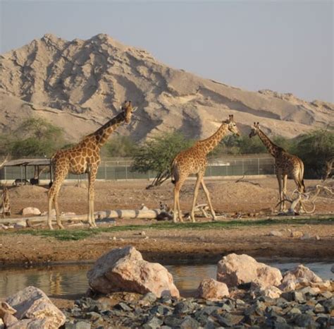 Al Ain Zoo Tickets - Mayra Tours