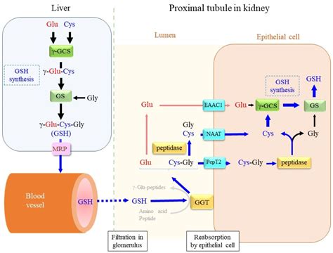 Cells | Free Full-Text | The Emerging Roles of γ-Glutamyl Peptides ...