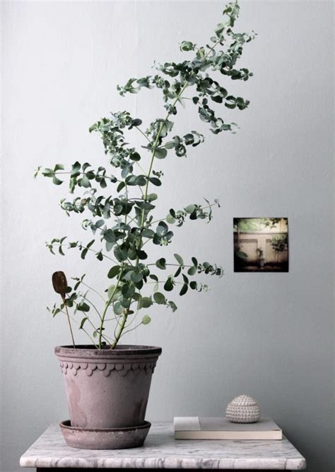 Eucalyptus Plant Care Outdoors