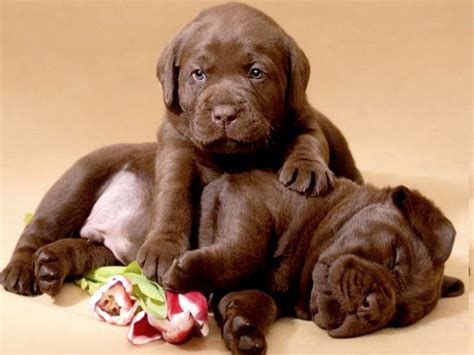 Chocolate Lab Puppies - Image Abyss