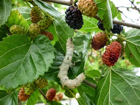 HOW TO GROW A MULBERRY TREE |The Garden of Eaden