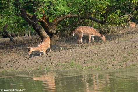 Saltwater Crocodiles At Bhitarkanika National Park - Inditales ...