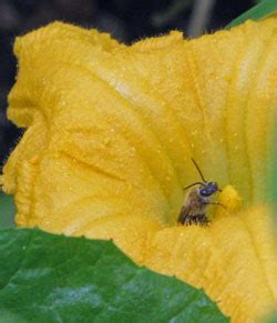 Pollination | Our Edible Garden