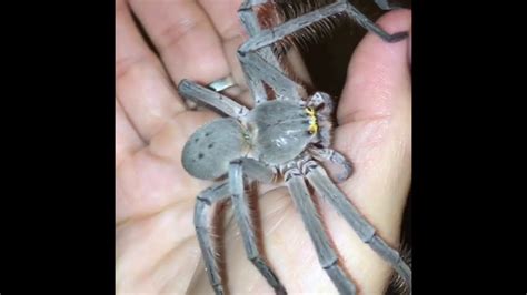 Giant Huntsman Spider Wolf