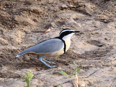 Ghana Birds - Individual Species Galleries Photo Gallery by Ian Fulton at pbase.com