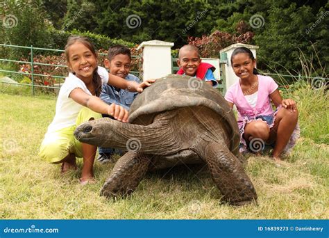 School Children with Giant Tortoise on St Helena Stock Image - Image of healthy, black: 16839273