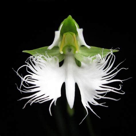 100 White Egret Orchid Seeds Rare Beautifully For Home Garden Flower Seed S069 | eBay