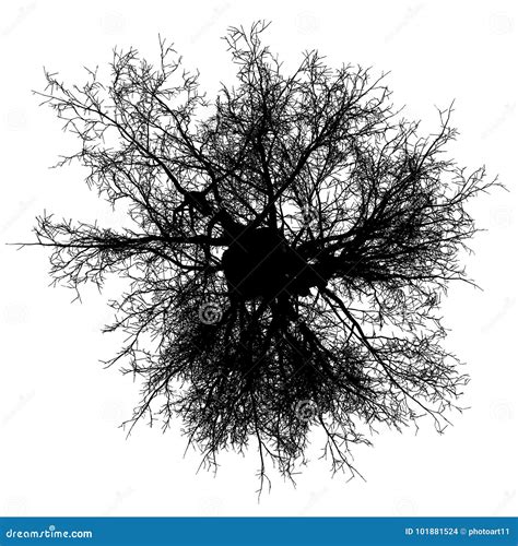 Tree Leafless Top View Silhouette Isolated - Black - Vector Stock Vector - Illustration of ...