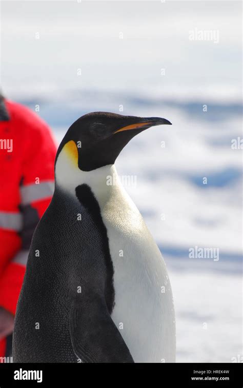 Emperor Penguin, Antarctica Stock Photo - Alamy