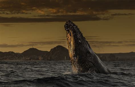 Mexico | Whale Breaching at Sunset