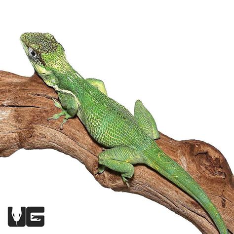 Adult Cuban Knight Anoles (Anolis equestris) For Sale - Underground ...