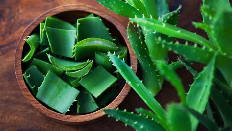 Aloe Vera benefits to skin healing, digestive system, & overall health