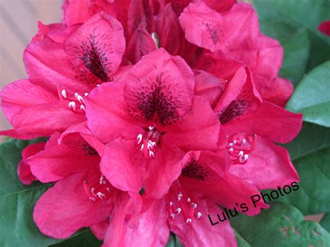 Dark Pink Rhododendron Flower Photography Prints and Cards - Etsy