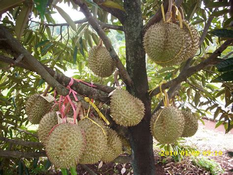 SUPER ADVANCED FERTILIZER: Durian Fruit