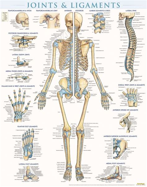 QuickStudy Joints & Ligaments Laminated Poster | Human joints, Body ...