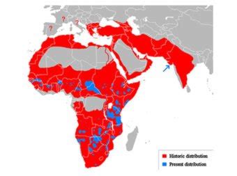 Map Shows Former Lion Habitat Versus Their Current Range