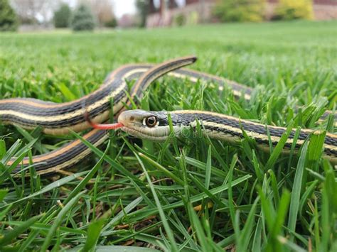 Snake slithering in tree stock photo. Image of serpent - 22069034