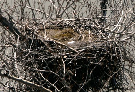 PhotosCanada.com Gallery :: Bald Eagles Nesting Photos, British Columbia, Canada, Canadian ...