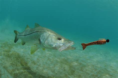 13 Best Snook Lures of 2022 - Fishmasters.com