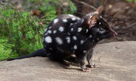 Eastern quolls return to Australian mainland after more than 50 years | Environment | The ...