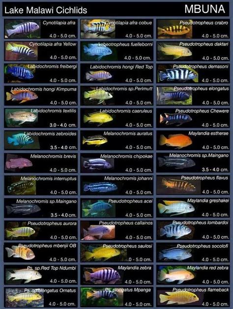 african cichlid compatibility chart - howtowrapagifttutorials