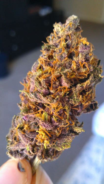 , Purple Mango Kush