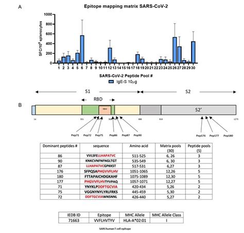 T cell epitope mapping after INO-4800 administration to BALB/c mice ...