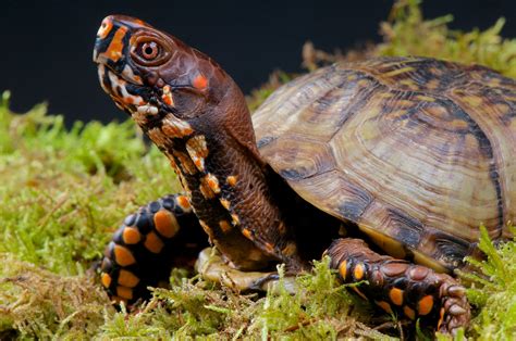 53 Most Colorful Turtles In The World - Color Meanings