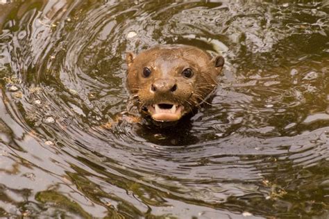 Elderly kayaker treated for rabies after wild otter attack