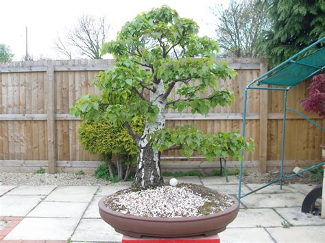 Graham's Bonsai: Silver Birch