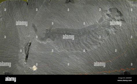 Opabinia fossil hi-res stock photography and images - Alamy