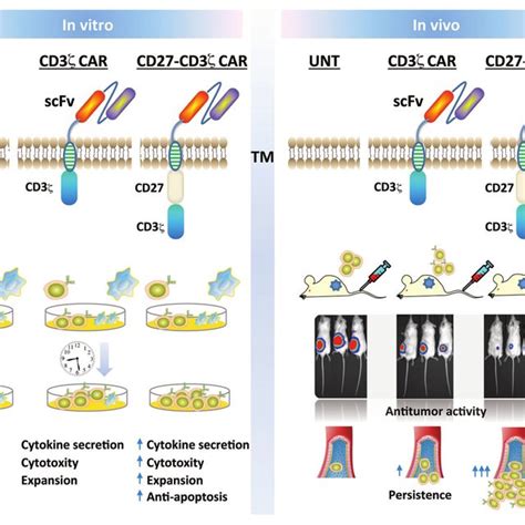 (PDF) Pro-survival signaling via CD27 costimulation drives effective CAR T-cell therapy