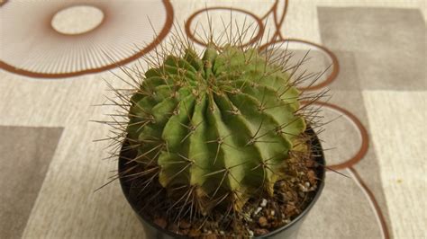 identification - Cactus ID: Globular, multiple straight prominent ribs, spiny, somewhat wooly ...