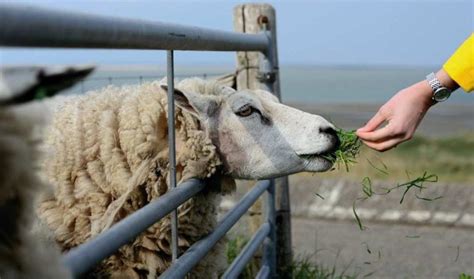 Sheep Feed Chart and Weight Chart | Agri Farming