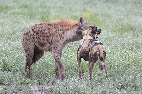 Lonely Okavango wild dog teaming up with jackals and hyena | alistair.pott